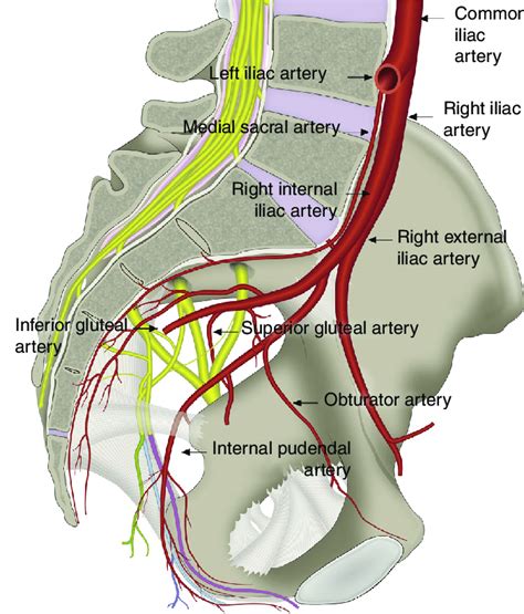 [DIAGRAM] External Iliac Artery Diagram - MYDIAGRAM.ONLINE