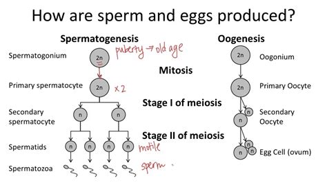 Oogenesis v. Spermatogenesis - YouTube