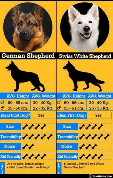 White Swiss Shepherd vs German Shepherd - Spot the Difference | ZooAwesome