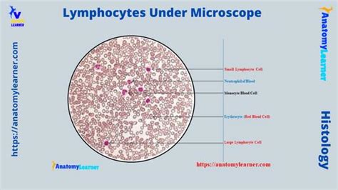 Lymphocytes Under Microscope with Labeled Diagram » AnatomyLearner ...