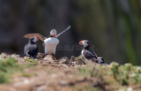 Puffin Catching Fish Stock Photos - Free & Royalty-Free Stock Photos from Dreamstime