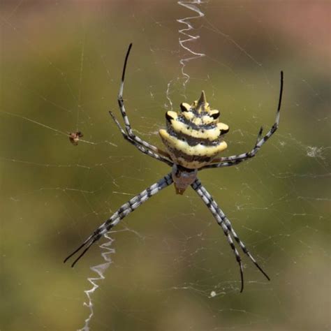 Common Garden Orb Weaver Spider Bite | Fasci Garden