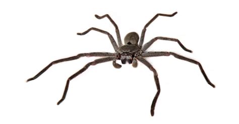 Huntsman Spider Animal Facts | AZ Animals