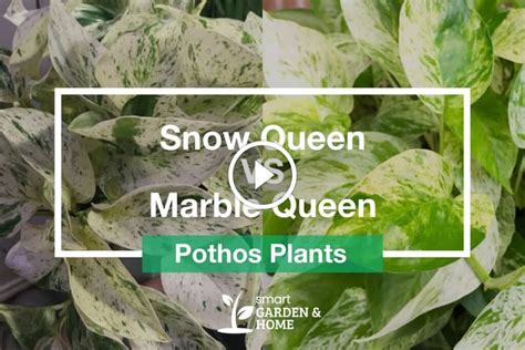 Snow Queen vs Marble Queen Pothos - Smart Garden and Home