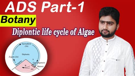 Diplontic Life Cycle of Algae with diagram | Diplontic life cycle ...