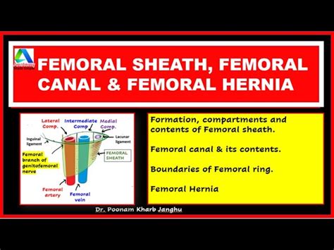 Femoral Ring Boundaries