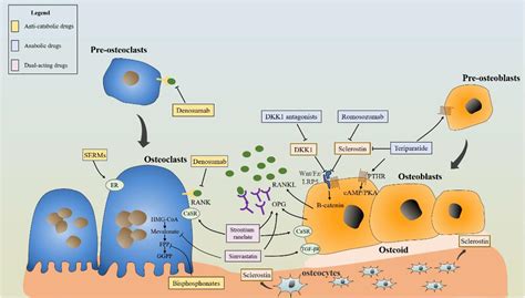 denosumab and dental work - Mayra Shifflett