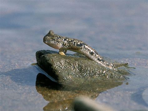 Skippers on mud