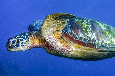 Coral Reefs: Nature’s Underwater Cities | Coral Reefs | Aquarium of the Pacific