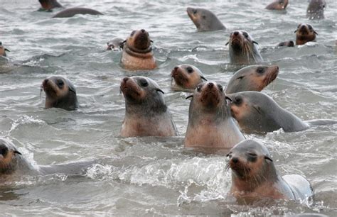 Enjoy EcoBoat Adventures to Seal Rocks at Phillip Island Nature Parks ...