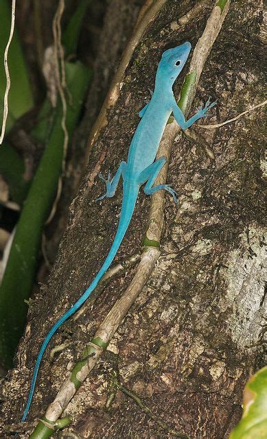 Blue Anole Facts and Pictures