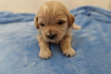 Shih Poo Breeders & Puppies for Sale in Grand Rapids MI at Pride’s Puppies