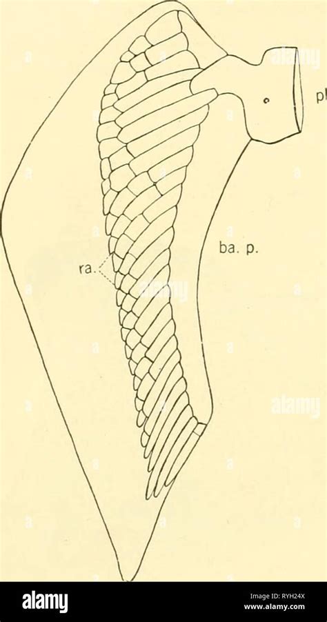 The elasmobranch fishes elasmobranchfish03dani Year: 1934 50 THE ...