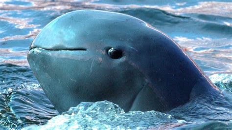 Irrawaddy Dolphins Are The Rarest Dolphin Species Discovered In Indonesian Waters