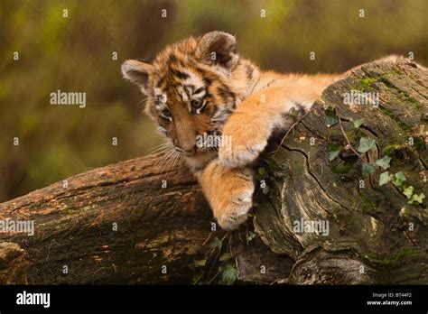 Siberian/Amur Tiger Cub Laying on Tree Stock Photo - Alamy