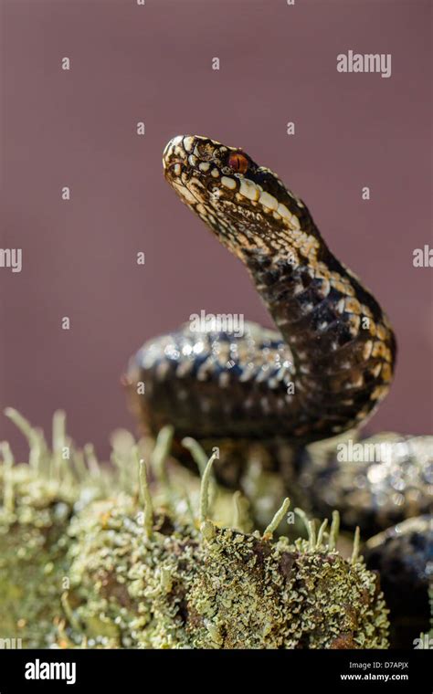 Adder hi-res stock photography and images - Alamy