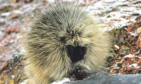 Porcupine - Facts, Diet & Habitat Information