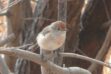 Red-capped Robin | Friends of Queens Park Bushland