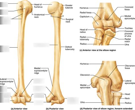 Humerus Bone Markings (bottom half) Diagram | Quizlet