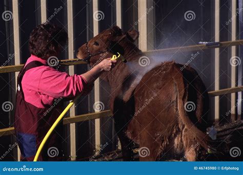 Grooming Cattle editorial image. Image of rancher, animal - 46745980