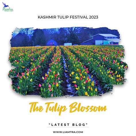 Know All About Kashmir Tulip Festival 2023 | by Liamtra Saloni | Medium