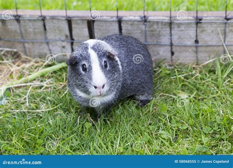 Grey & White Agouti Guinea Pig Stock Image - Image of isolated, smooth ...