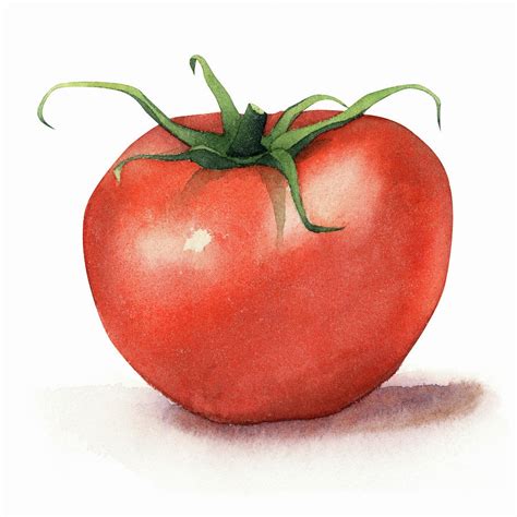 Tomato Watercolor Painting by Zapista OU | Fine Art America