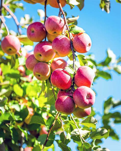 Pink Lady Apple Trees for Sale at Arbor Day's Online Tree Nursery ...