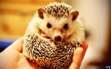 Cute Hedgehog Wallpaper - WallpaperSafari