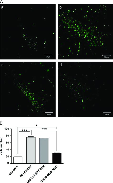 TUNEL staining in brain of rats. (A) Representative images from (a)... | Download Scientific Diagram