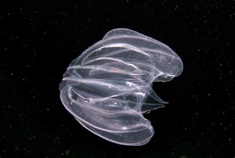 Meet the warty comb jelly, the only animal with a disappearing anus | Salon.com