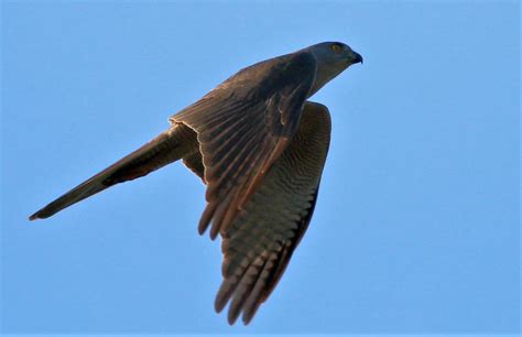 Brown Goshawk | BIRDS in BACKYARDS