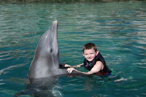 A life changing experience - Dolphin Quest, Oahu Traveller Reviews ...