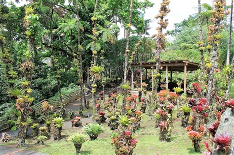 Martinique : le jardin de Balata - Les Gommettes de Melo