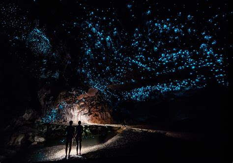 Learn About the Amazing Waitomo Glowworm Caves in New Zealand - A-Z Animals