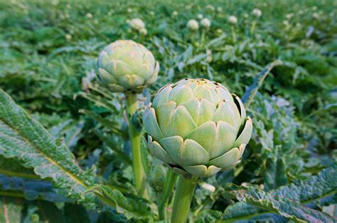 Nature's Produce - Plant These 10 Perennial Vegetables and Reap ...