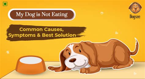 My Dog is Not Eating: Common Causes, Symptoms & Best Solution | Dogsee