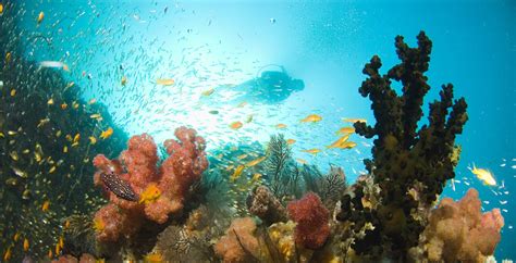 Diving the Bazaruto Archipelago - Journeys by Design