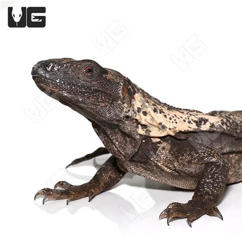 Adult Banana Pectinata (Ctenosaura pectinata) For Sale - Underground Reptiles