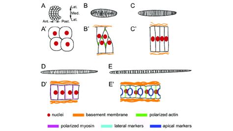 Cell polarity in Ciona notochord morphogenesis. (A-E) Schematics of the... | Download Scientific ...