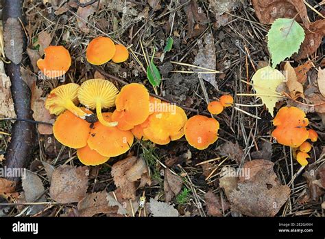 Hygrocybe ceracea, known as butter waxcap or wax cap, wild mushroom ...