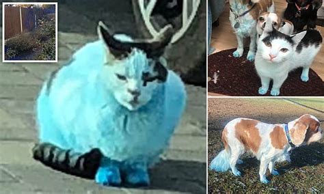 Pets are left with BLUE fur after bag of ink powder explodes in a fire ...