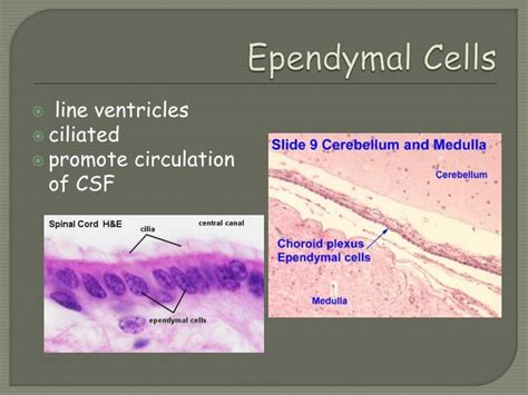 PPT - NERVOUS SYSTEM PowerPoint Presentation - ID:1948842