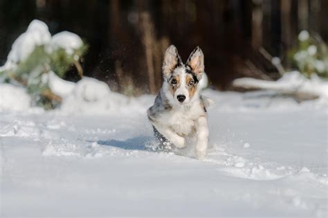 Premium Photo | A dog running in the snow