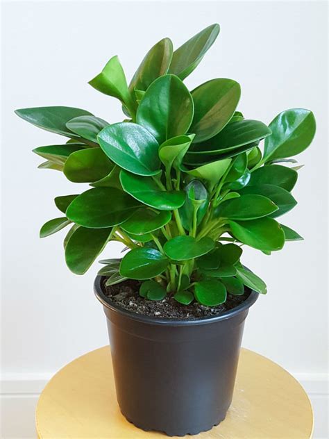 Peperomia obtusifolia (Baby Rubber Plant) - World of Succulents