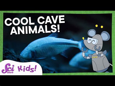 The Amazing Animals Who Live in Caves | SciShow Kids - Videos For Kids