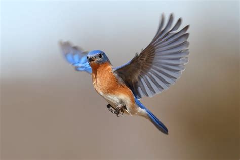 Bird wing shape is driven by environment and behavior - Earth.com