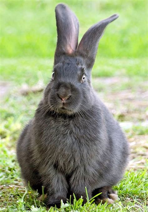 Meat Rabbits Breeds, Raising Rabbits For Meat, Rabbit Breeds, Bernardo, Farm Animals, Cute ...