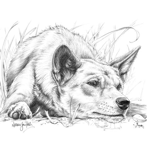 A Quiet Moment - Dingo laying down Pencil Drawing