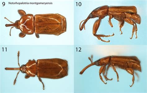 New Weevil Species Honor Montgomery and its Team - Montgomery Botanical ...